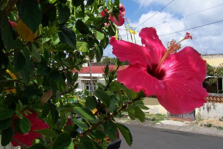 Hibiscus